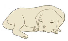 Dog illustration for 'Travels with Granddad'